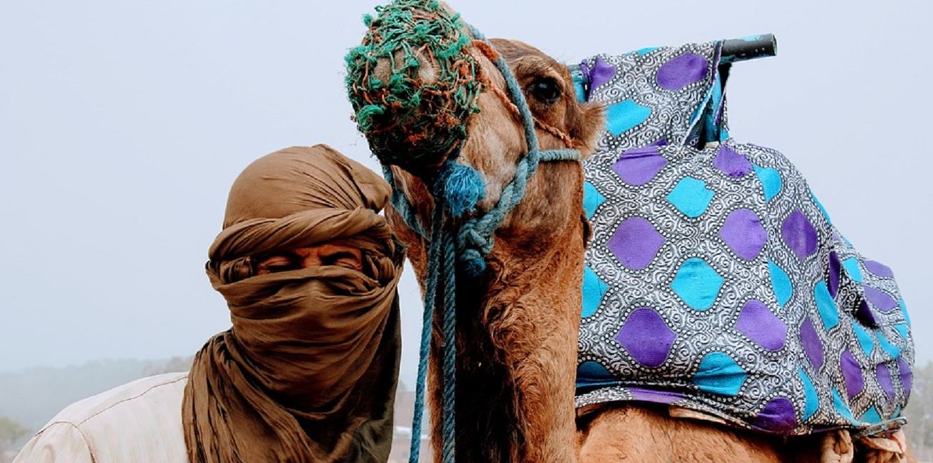 Camel 2465551 960 720